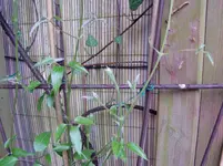 2011 04 14 033.webp