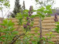 2011 04 14 036.webp