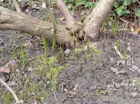 2011 04 14 045.webp