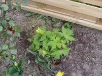 2011 04 14 046.webp