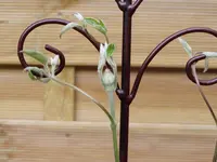 2011 04 14 047.webp