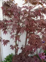 SAM_0320.webp