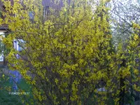 HPIM6321.webp