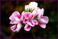 Geranien (2).webp