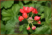 Geranien (3).webp