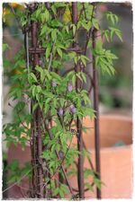 Clematis Alpina.webp