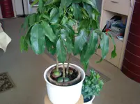 Kastanien.webp