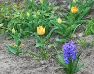 erste Tulpen blühen.webp