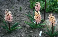 gelbgoldene Hyazinthen.webp
