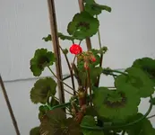 Hochstammgeranie mit ersten dicken Knospen.webp