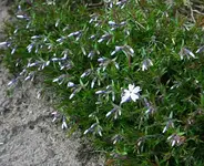 lila Polsterphlox.webp