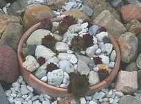 Semps im Topf.webp