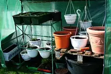 Tomatenanzuchthaus zweckentfremdet.webp