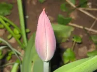 Tulpe.webp
