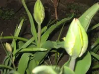 Tulpen.webp