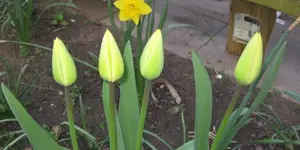 Tulpen (2).webp