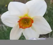 Nazisse.webp