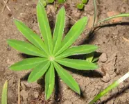 Lupine.webp