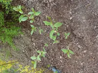 P1000520.webp