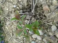 P1000531.webp