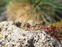 P4157772.webp