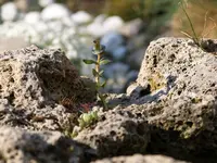 P4157773.webp