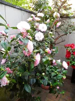 SAM_0321.webp