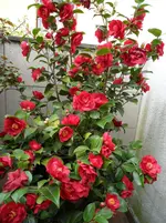SAM_0322.webp