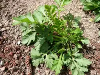 Mutterkraut.webp