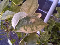IMG-20110415-00120.webp