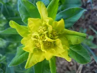 102.webp