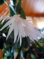 036.webp