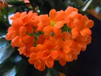 055.webp