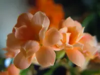 058.webp