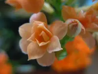 060.webp