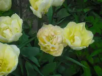 CIMG0772.webp