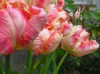 CIMG0780.webp