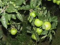 Ernte v (1).webp