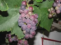 Ernte v (2).webp