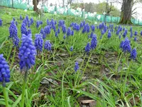 garten5.webp