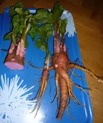 P1080289_2.webp