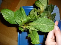 P1080292_2.webp