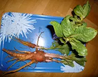 P1080295_2.webp