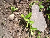 CIMG3591.webp