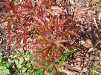 CIMG3594.webp