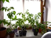 16042011_morgens1.webp
