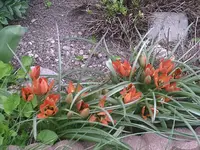 Rote Tulpen.17.04.2011.webp