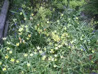 Wilde Tulpen.17.04.2011.webp