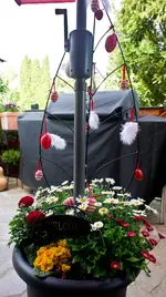 Eierbaum (1 von 1).webp