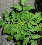 P1120728-1.webp